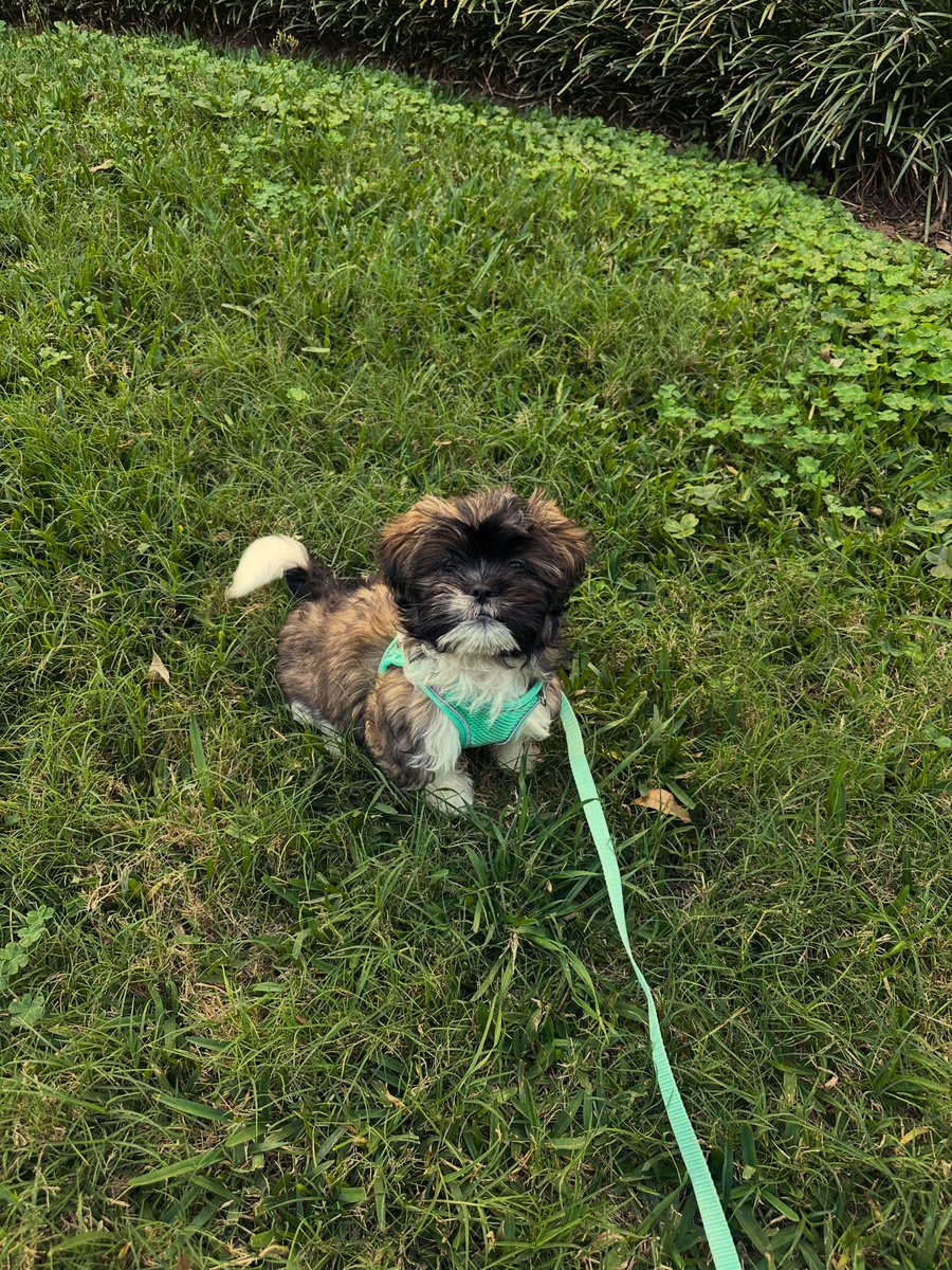 HandsOff tweet media