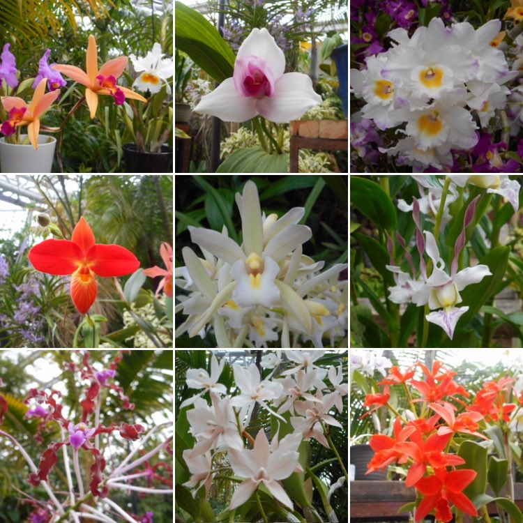 なからぎの森の木の精bot tweet media