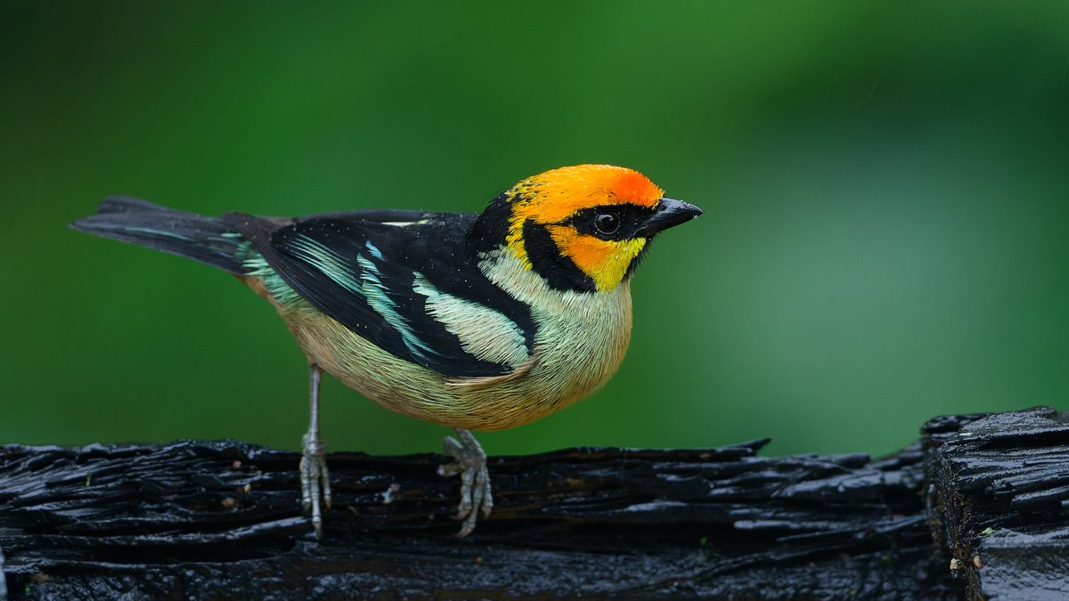 Caren Jahre tweet media