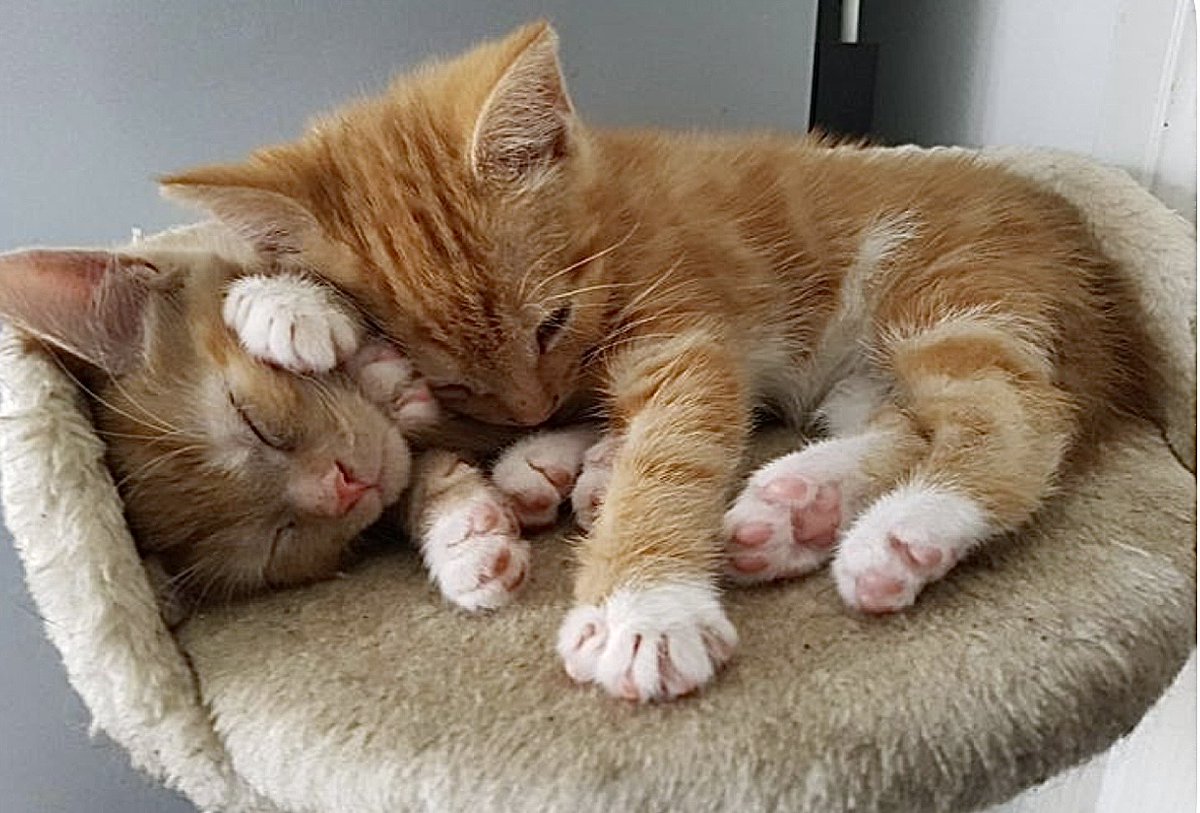 ももんがーZ (@amemomo_M) / Posts / X