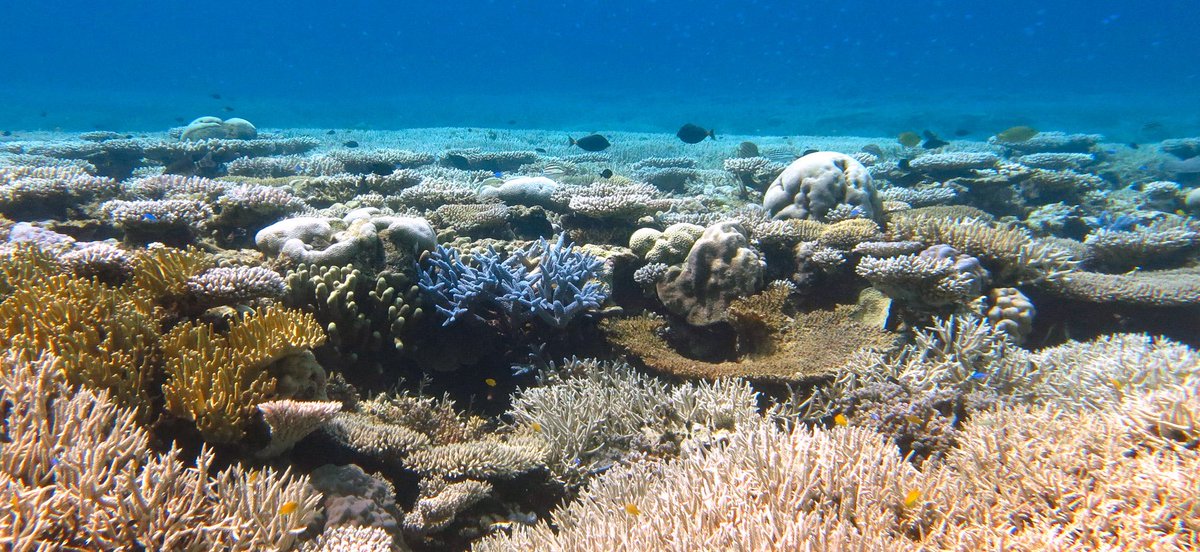 kolelutz's tweet photo. What’s causing 80% of Coral 🪸 reefs bleaching events ❓#climatechange https://t.co/XSoBdvBOuv