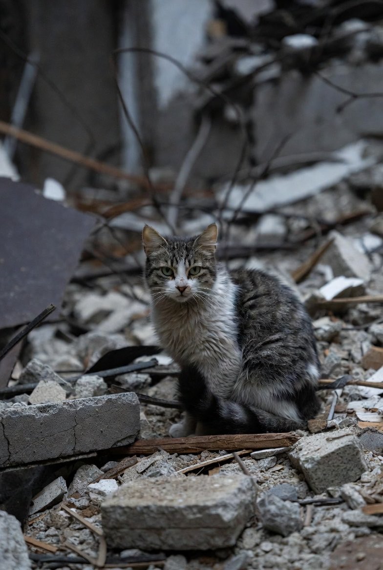 catez🔅 tweet media