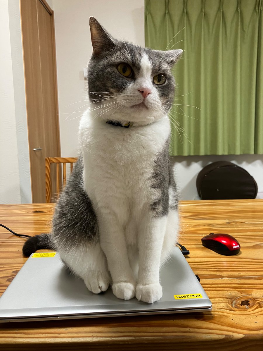 絶対仕事させないマン🐈 #猫好きさんと繋がりたい #猫のいる暮らし