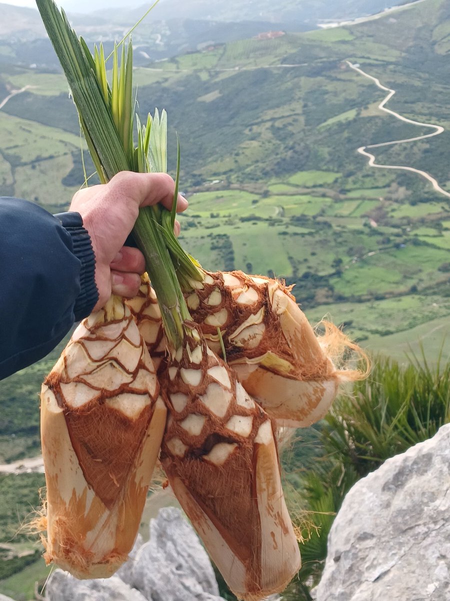 #SiguemeYTeSigo
Juntos crecemos.
Quién conoce a esta fruta del campo como se llama?
