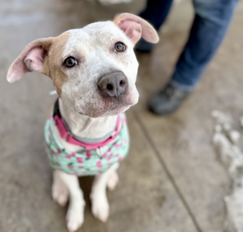 BeeDoDoobieDo's tweet image. Lovely PEARL🦪 #SundayFunday #Puppies 
😧Found stray on the streets of the Bronx at 2⃣yrs old
Dumped after having puppies, 💔she was lactating. Had undressed ear infections and dermatitis but doing better☺️Pearl just wants a safe home♥️to be taken care of!
nycacc.app/browse/247010