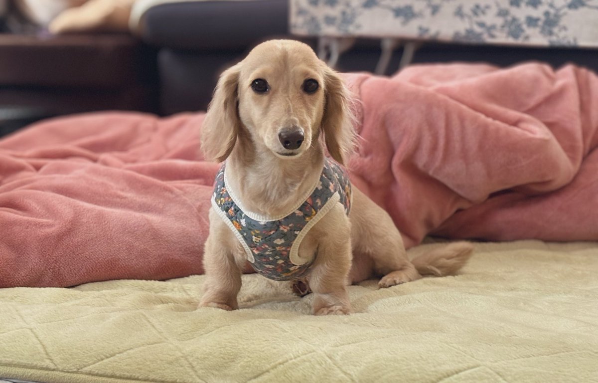 そると🧂 tweet media