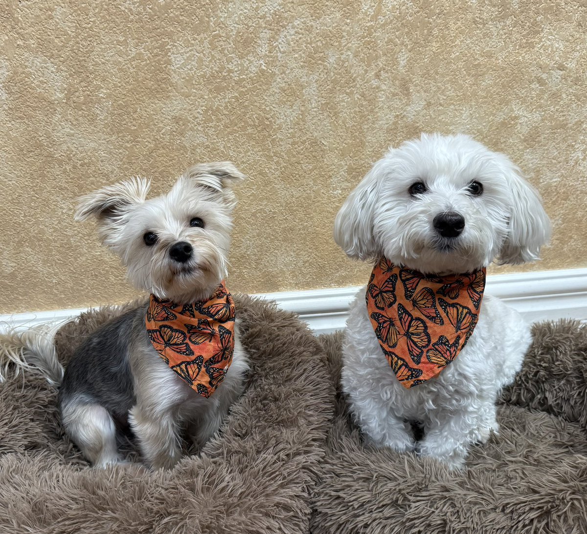 We’s wearing ORANGE 🍊 March it’s Multiple Sclerosis Awareness Month!!! An today it’s the’s 1st day 😊 An there are 31 days in March!!! 🧡🐶🐾 #multiplesclerosis #MSawareness #dogsoftwitter #dogsofx #adogslife #doggo #pets 💚