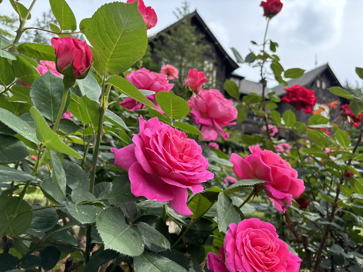 もう2年も経ったんだな。
薔薇が美しかった、また行きたい。
この画角でも分かる人は分かりますよね✨
