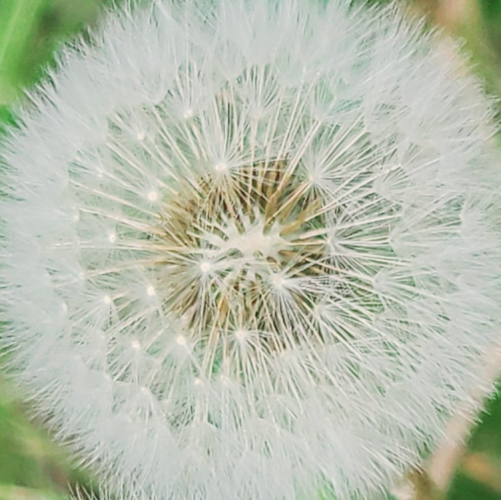 auntie_social's tweet image. #vss365

The honeybee,
#obsessed,
embarks on its #quest
to save a #timid flower.

Flower, leaf, and seed—
dandelions feed
the wild
and the wild-hearted.
