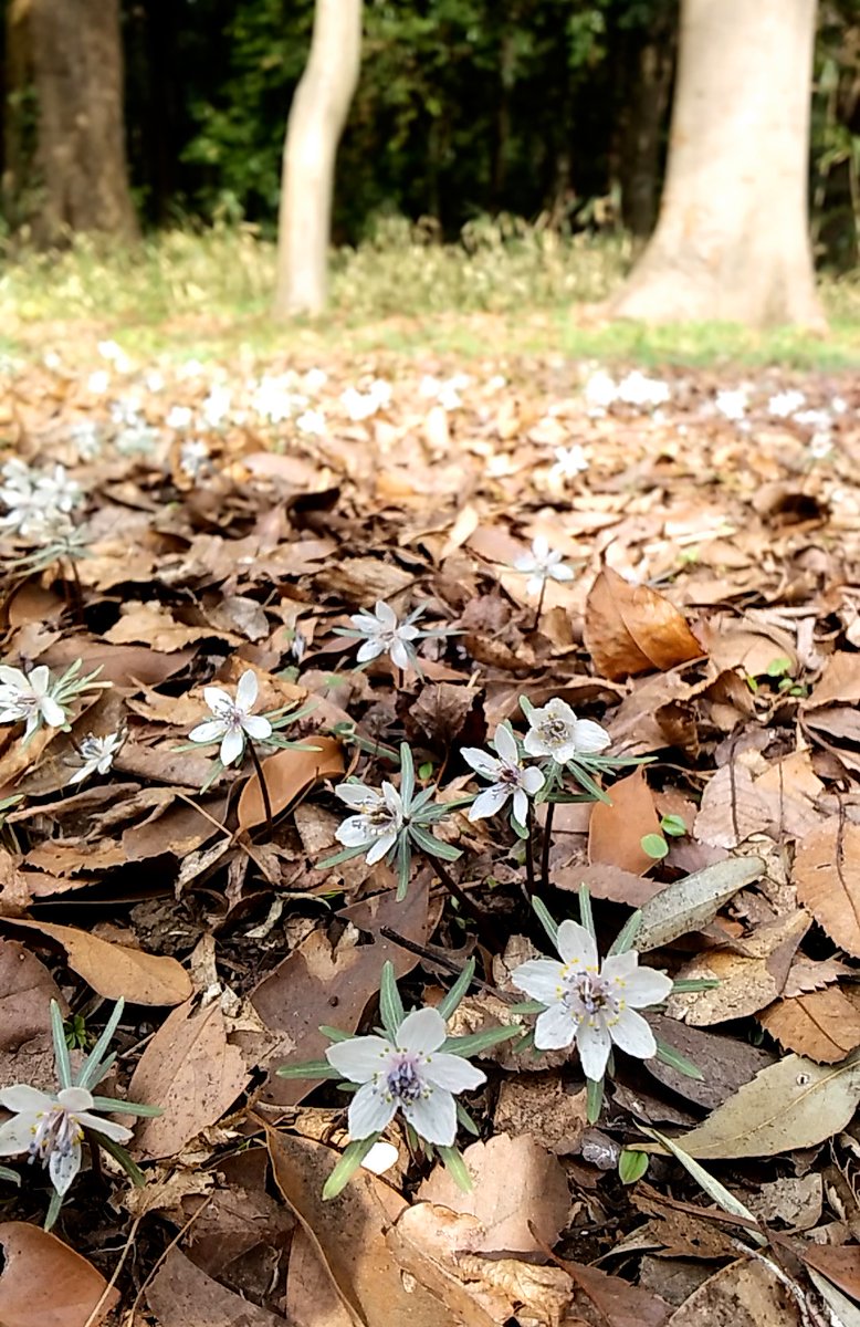 今朝は久しぶりにチベット体操をして、順番を一つ間違えた。
メモを見ると12/7以来、風邪気味でやめてそのままになってたらしい…

写真は無関係に先日はじめて見たセツブンソウ