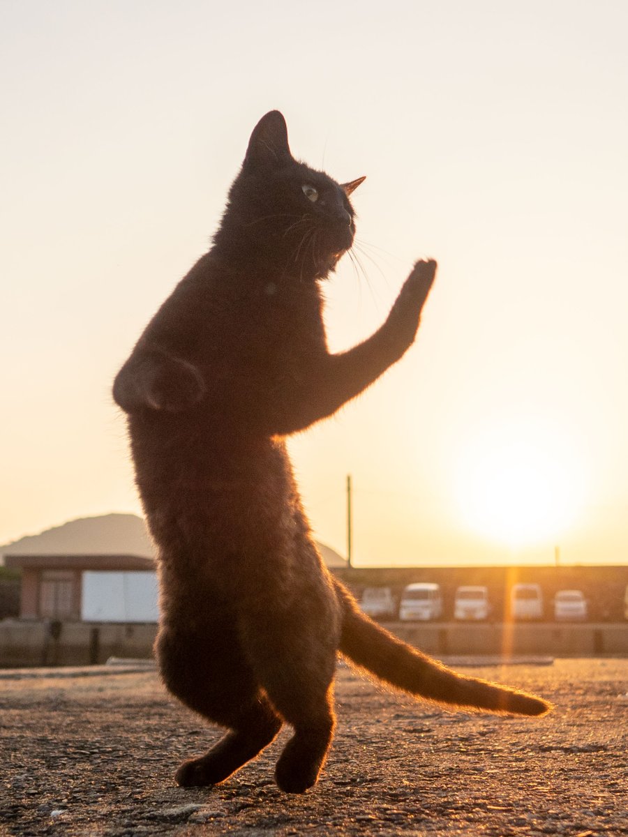 きな　格の違いをみせてやる