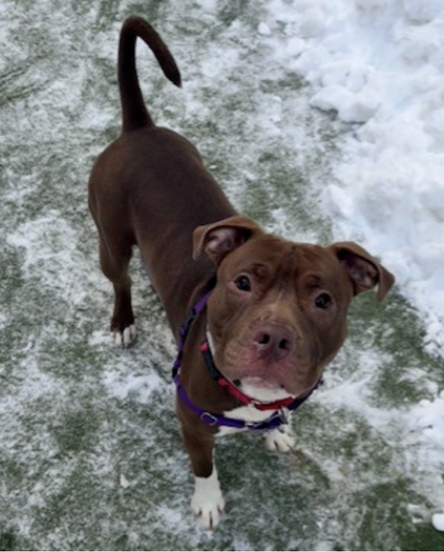 BeeDoDoobieDo's tweet image. #SundayFunday #Puppies 
It's the 🌴BIG KAHUNA🌊 
found stray in Riverside Park, NYC
Adores attention, needs help w/general training incl.
resource guarding (trade-up game time), leash work.
Give him space, time, consistency, LOVE, maybe a yard?🏡Keep him engaged - he'll be
