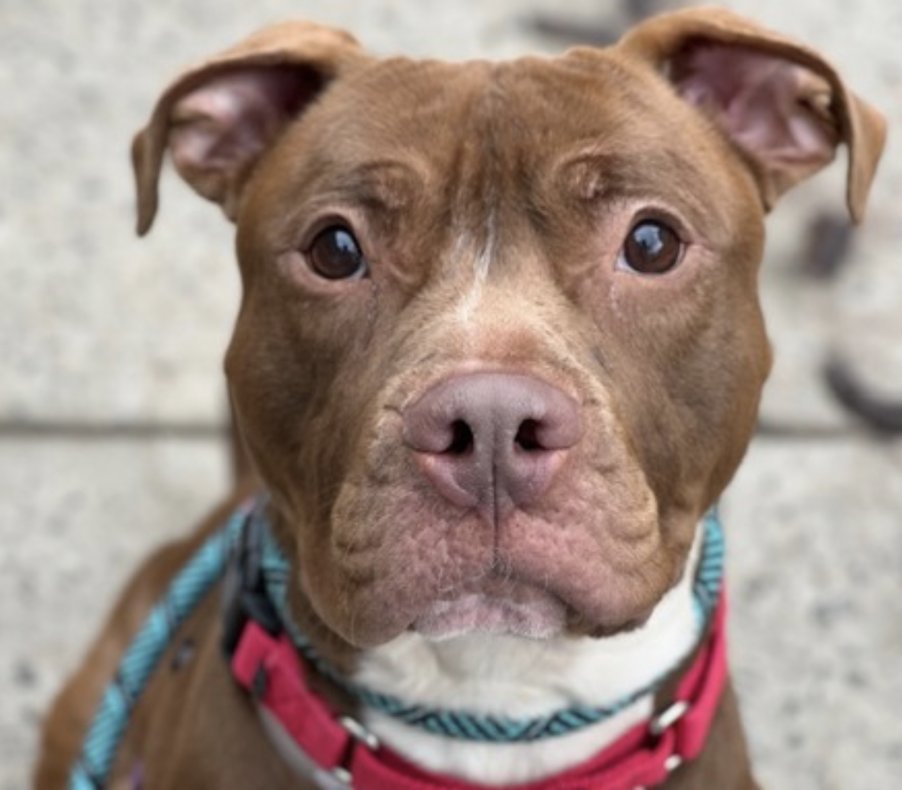 BeeDoDoobieDo's tweet image. #SundayFunday #Puppies 
It's the 🌴BIG KAHUNA🌊 
found stray in Riverside Park, NYC
Adores attention, needs help w/general training incl.
resource guarding (trade-up game time), leash work.
Give him space, time, consistency, LOVE, maybe a yard?🏡Keep him engaged - he'll be