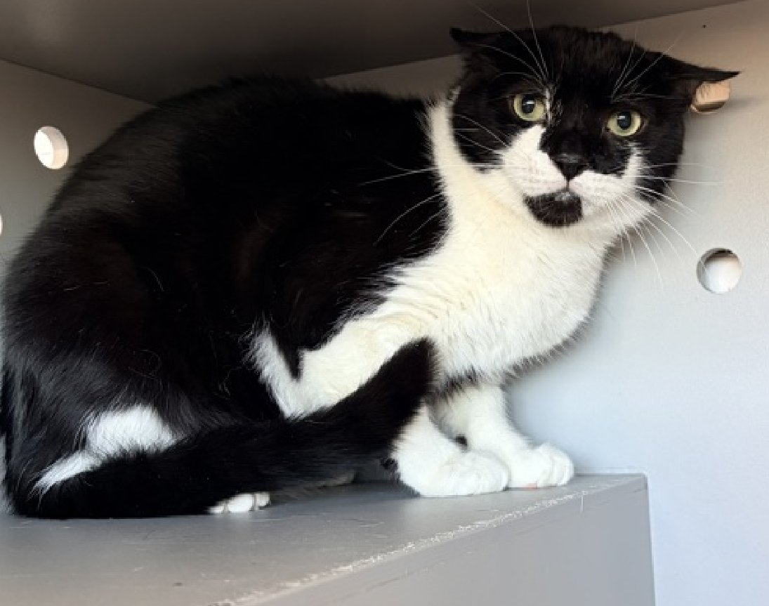 JLthekid9999's tweet photo. 🆘🆘 PONY (ID 93252), 6 YO, MALE –  IN QUEENS ACC - came into the shelter as an  owner surrender on 2/6/2026, with the surrender reason stated as person circumstance- death of owner.    🆘🆘 😿 😿 😿 😿

➡️TBD 3/3/26

➡️ 🆘🆘  1ST Chance on Emergency Placement List – VERY URGENT – 🆘🆘 😱🔥🔥😱

➡️ 24 DAYS IN SHELTER – TOO LONG – TIME IS RUNNING OUT

➡️ PONY IS ON THE EPL FOR BEHAVIORAL REASONS - He is not thriving in the care center and continues to display distance-increasing behavior when approached for interactions. He has not warmed up despite staff using treats to build a positive association.  This designation often means that the cat will be given very little time for rescue/foster/adoption. 🔥🔥🔥🔥

A volunteer writes: Pony was brought to us from a home with many other cats, whose company he's said to very much enjoyed, when their guardian passed away. We've heard he's friendly and outgoing when given the chance to warm up and we've seen glimpses of that as he allows pets from time to time. It's just that shelter life isn't always the most conducive to getting those quiet chances to come around on your own. Mostly trying to keep to himself in his den, Pony's been trying to explain from there in his own way that he could use a little chance. Though an independent kind of guy, he appreciates quality time with those closest to him and he hopes to get that opportunity again. Pony tolerates attention and petting but may be fearful or stressed in the shelter, and may be intimidated by small children. He may be a little more independent, and may need time to warm up to his new home.  ❤️ 😻❤️ 😻❤️ 😻

NEEDS OUT OF SHELTER ASAP –

Please RT or pledge, if you can, to save this little one.

@AdamsPaulGrimke

💔😿🙏Thank you