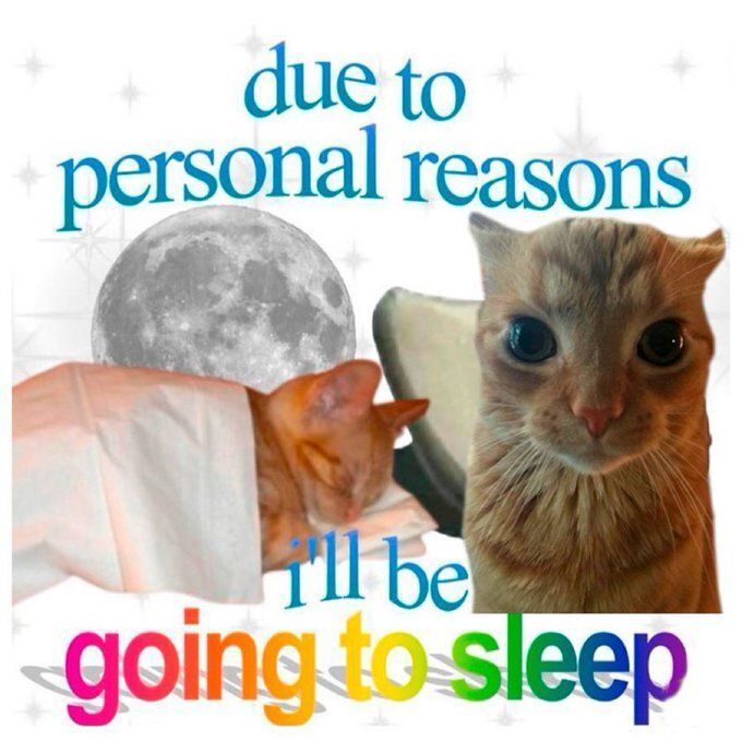 Cat TikToks (@cattiktoks) on Twitter photo 