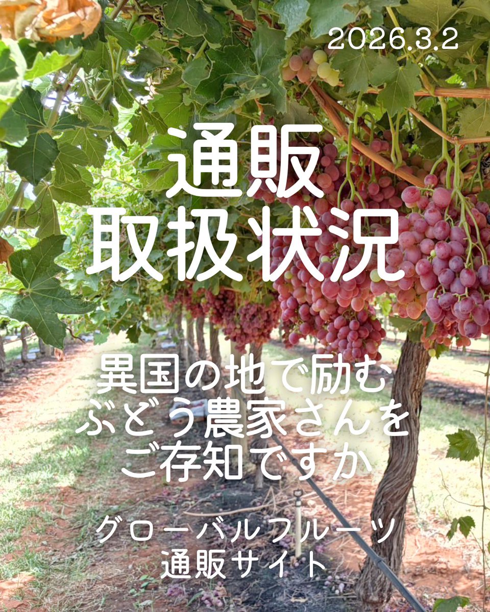 globalfruit1990's tweet photo. 南半球のオーストラリアでぶどう栽培に励む農家さんをご存知ですか。
農園の名はBudou Farms。
チリ人で農学者のご主人と営まれています。
重きを置いていることの一つが「子供に安心して食べさせることのできるぶどう」です。
そんなぶどうが3月から徐々に流通が始まります。弊社でも取り扱いを... https://t.co/7KSGC8XYKM