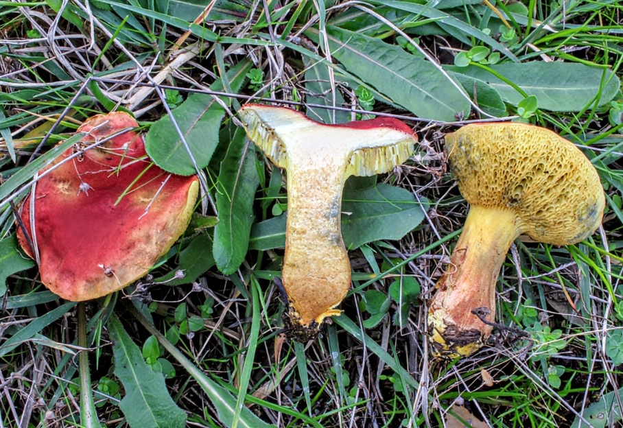 Xerocomellus ripariellus Small-medium bolete, ectomycorrhizal often near water (riversides, ponds) w/ Quercus/Fagus. Cap reddish-brown, cracking; stipe yellow-red base; flesh yellow, blueing in the stipe in section. Summer-autumn. #Mycology #Boletaceae