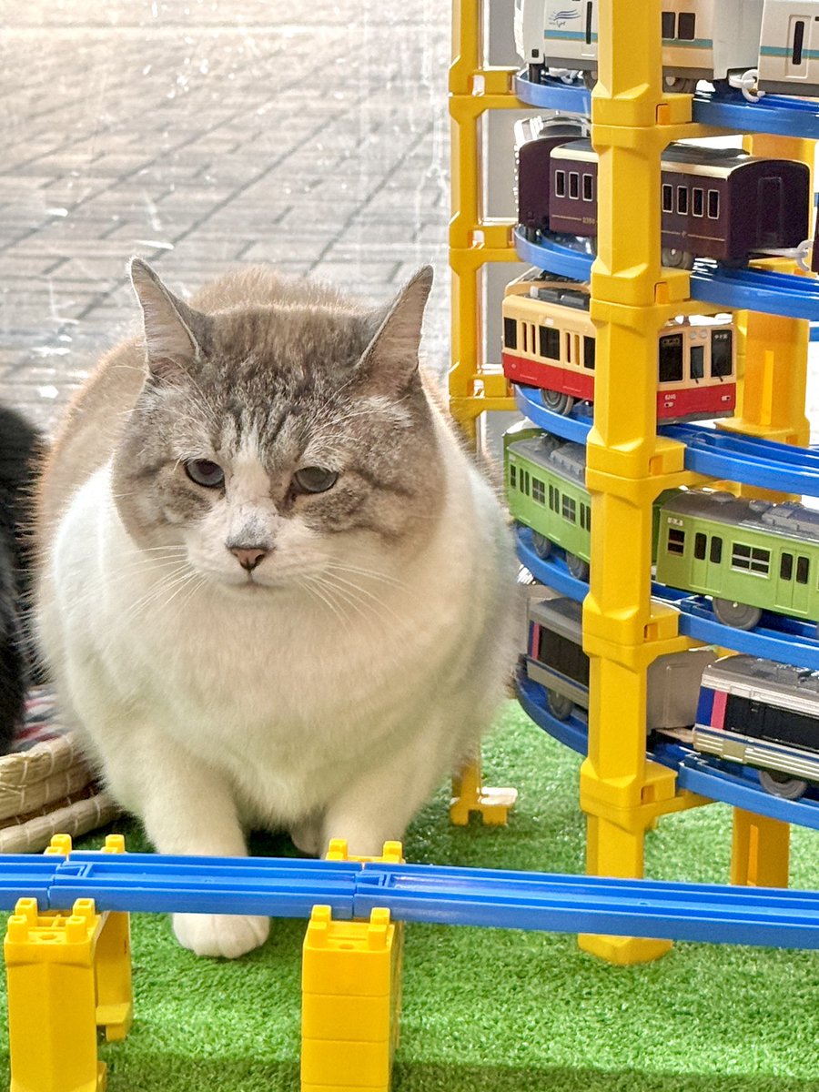 おはぴえん🥺 世界が平和でありますように🐾