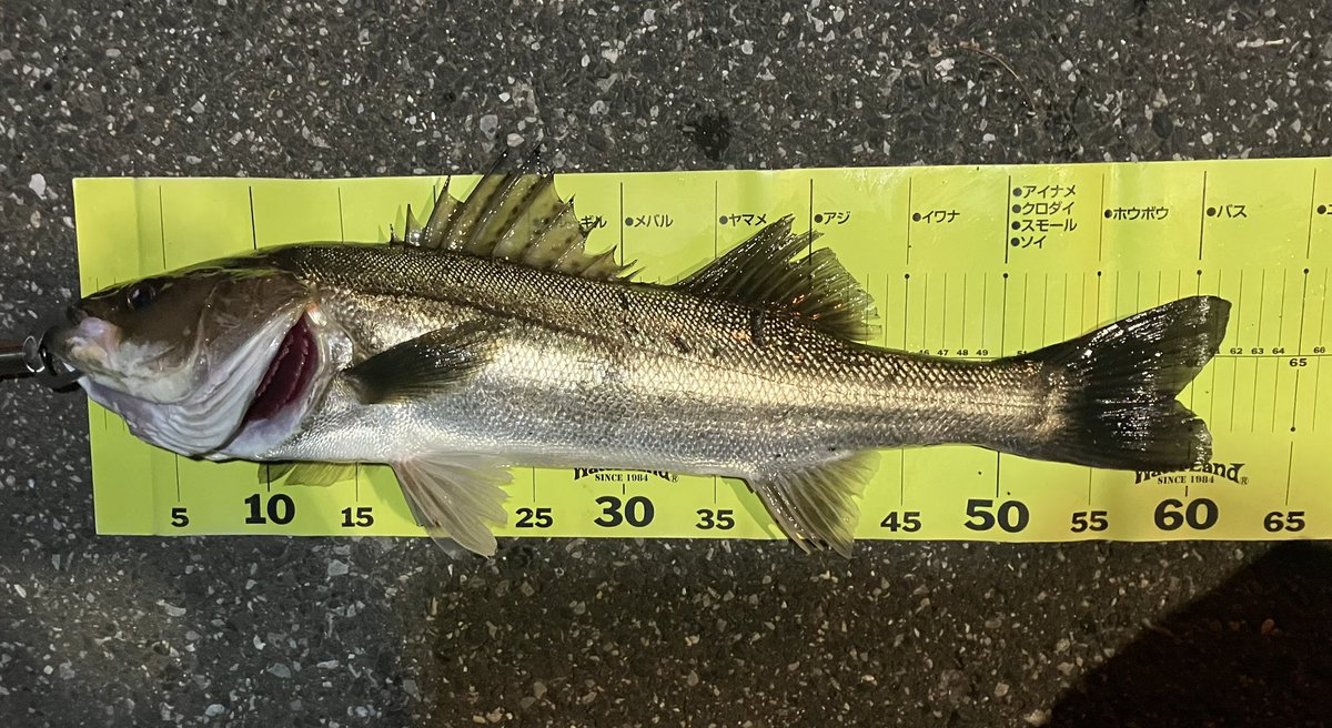 アナハゼ太郎 (@05j1g3bU634nmZ1) / Posts / X