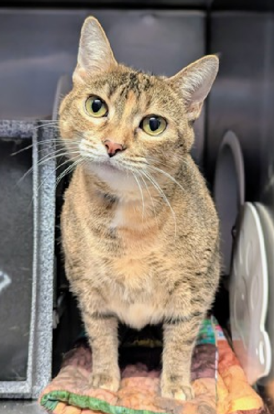 JLthekid9999's tweet photo. ππ AUTUMN (ID 256370), 5 YO, FEMALE β IN MANHATTAN ACC - came into the shelter as an owner surrender on 1/27/2026, with the surrender reason stated as animal behavior - aggressive towards people. ππ πΏ πΏ πΏ πΏ
β‘οΈTBD 3/3/26
β‘οΈ NEW HOPE PARTNER RESCUE ONLY
β‘οΈ ππ 1ST Chance on Emergency Placement List β VERY URGENT β ππ π±π₯π₯π±
β‘οΈ 34 DAYS IN SHELTER β TOO LONG β TIME IS RUNNING OUT
β‘οΈ AUTUMN IS ON THE EPL FOR BEHAVIORAL REASONS -She has a severe bite/scratch history and may display signs of confliction, overstimulation, or pet-induced aggression in the shelter environment. When she is welcoming of attention, she allows petting and handling and enjoys puree treats as a reward. Despite her positive interactions at times, it is in her best interest to move out of the kennel environment and into a stable home as quickly as possible. She would do best in a home with adopters who are willing to give her plenty of time and space to adjust, and who have experience with helping a fearful or sensitive cat adjust to strangers. This designation often means that the cat will be given very little time for rescue/foster/adoption. π₯π₯π₯π₯
I lived with children in my previous home. Cheek and chin scratches make me so happy! I am finding the shelter a little overwhelming, but when it's just you and me and some peace and quiet you'll see what a love bug I am. I am looking for a home with a patient person. I can be slow to adjust to new environments. I prefer to take things at my own pace. I'm sensitive and shy. I'll need extra help from you. What my friends at ACC say about me: Autumn was sitting up at the back of the kennel with her head and ears forward, focused on the assessor with a neutral body and eyes. When offering treats on the scratcher tool, she lowers her head and leans forward to sniff and then she leans back and sits up when reaching close. She leans in for cheek rubs, remains calm when petting her head, and walks forward to eat treats initially offered when stroking her body. She sniffs the tool again, leans in hard for cheek rubs, rubs her face on the den, walks to the front to greet the assessor, ignores treats offered, and then pokes her head out of the kennel to scan the environment. Pick up was not attempted in order to reduce stress. After closing the door, she eats the leftover treats. β€οΈ π»β€οΈ π»β€οΈ π»
NEEDS OUT OF SHELTER ASAP β
Please RT or pledge, if you can, to save this little one.
@AdamsPaulGrimke
ππΏπThank you