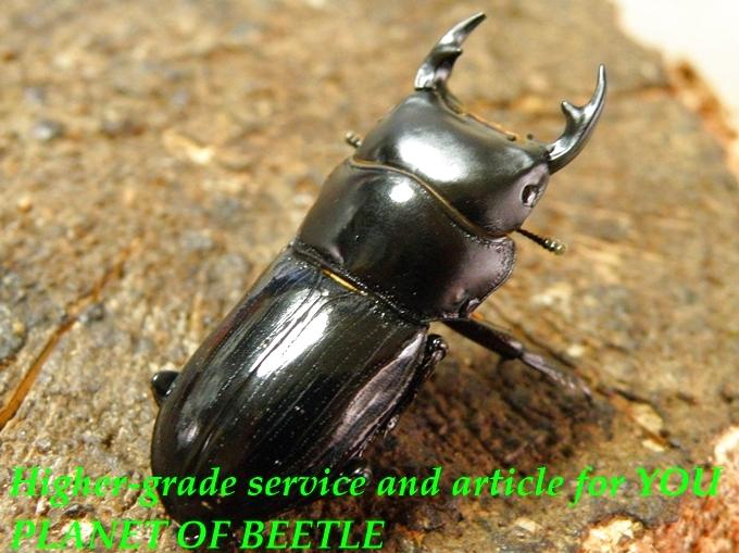 planetofbeetle (@planetofbeetle) / Posts / X