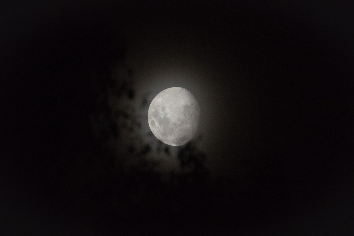 Friends of Bats and Habitat Gippsland tweet media