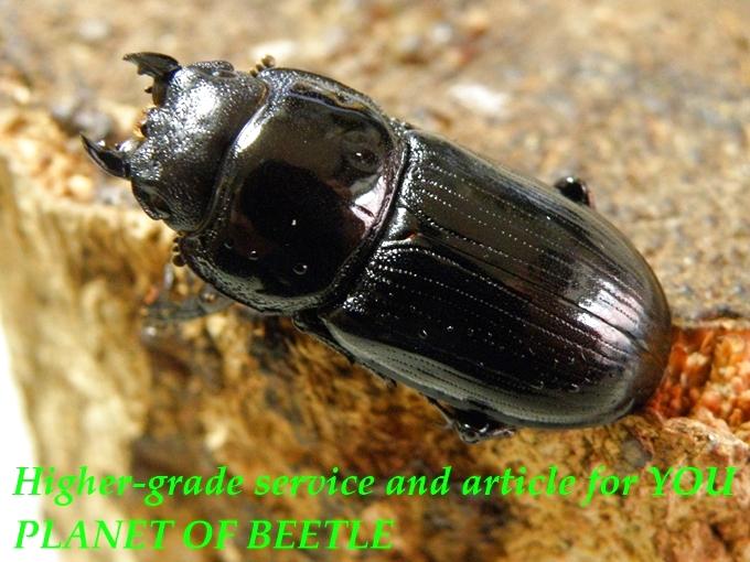 planetofbeetle (@planetofbeetle) / Posts / X