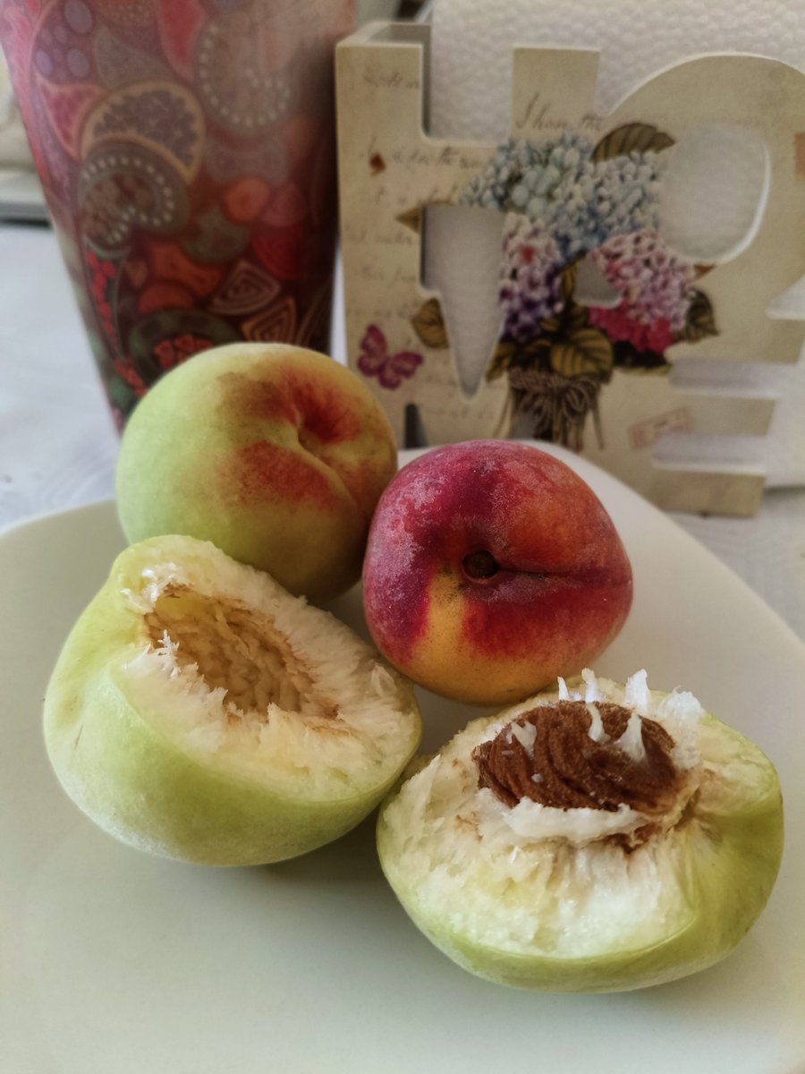 evpardoparedes's tweet photo. el emblema de nuestra preciosa tierra: El durazno, el guaytambo y el abridor, tres variedades de frutas que encuentras aquí en tu casa 🏠 #Ambato #sonntag #dankbar
#LebeLiebeLache https://t.co/Ll5c9zzVwY