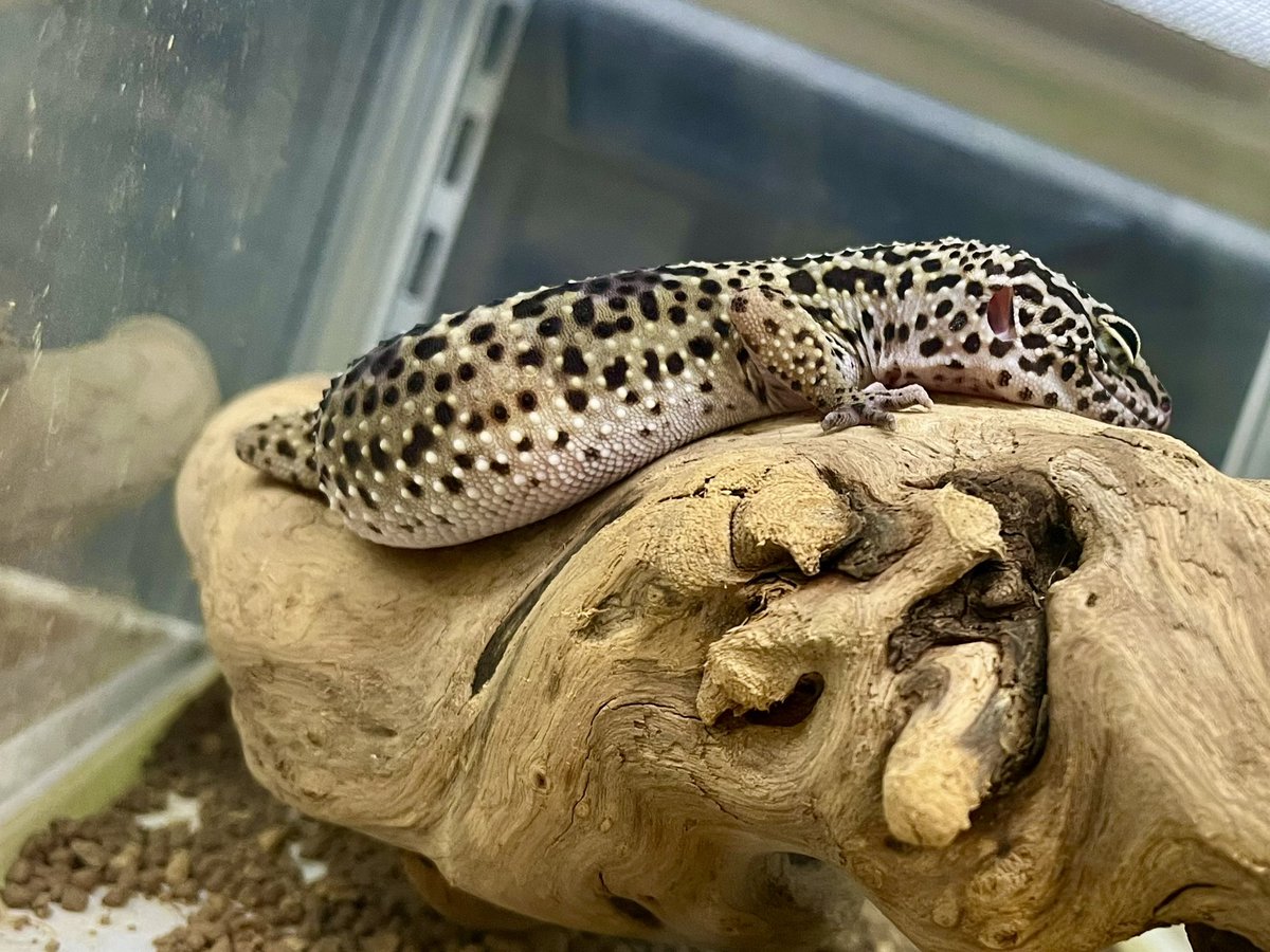 Suke Rep 神戸店 tweet media