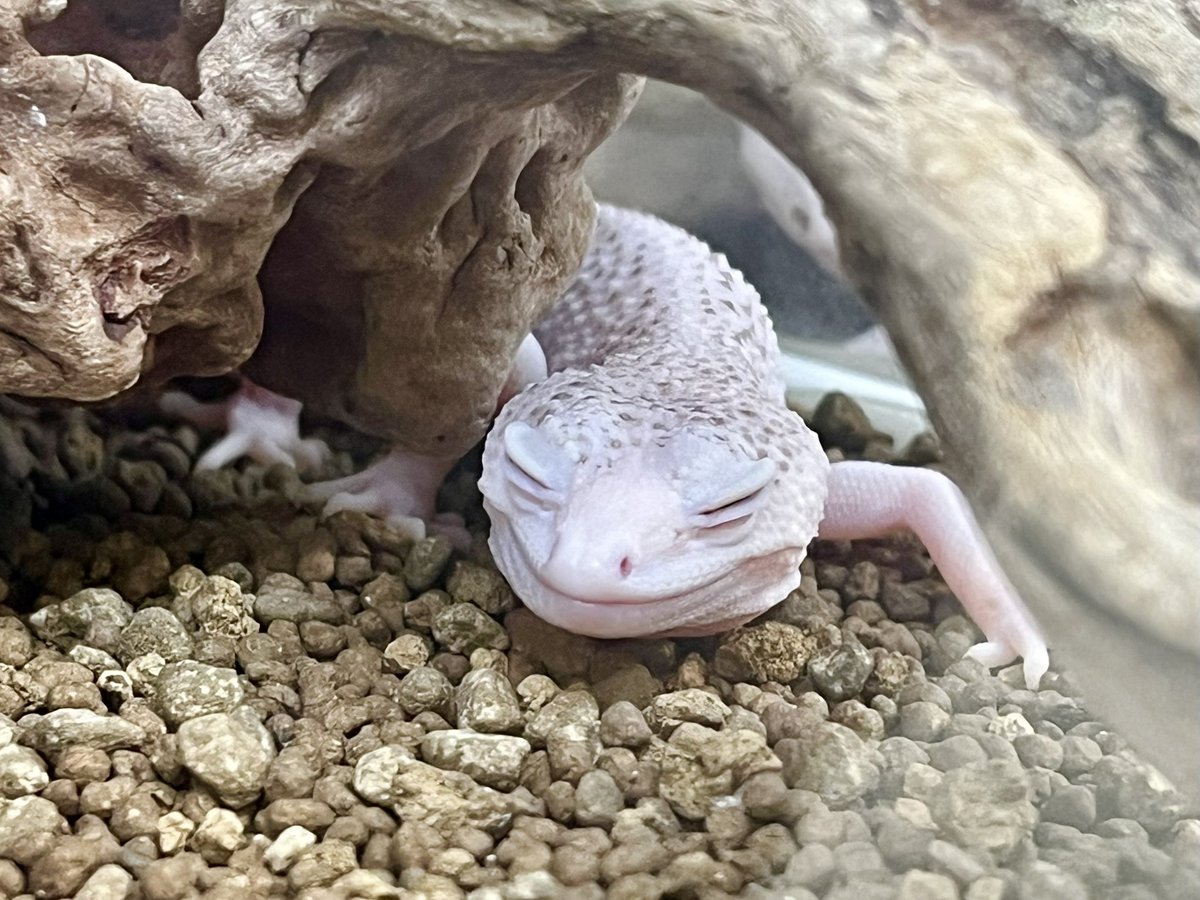 Suke Rep 神戸店 tweet media