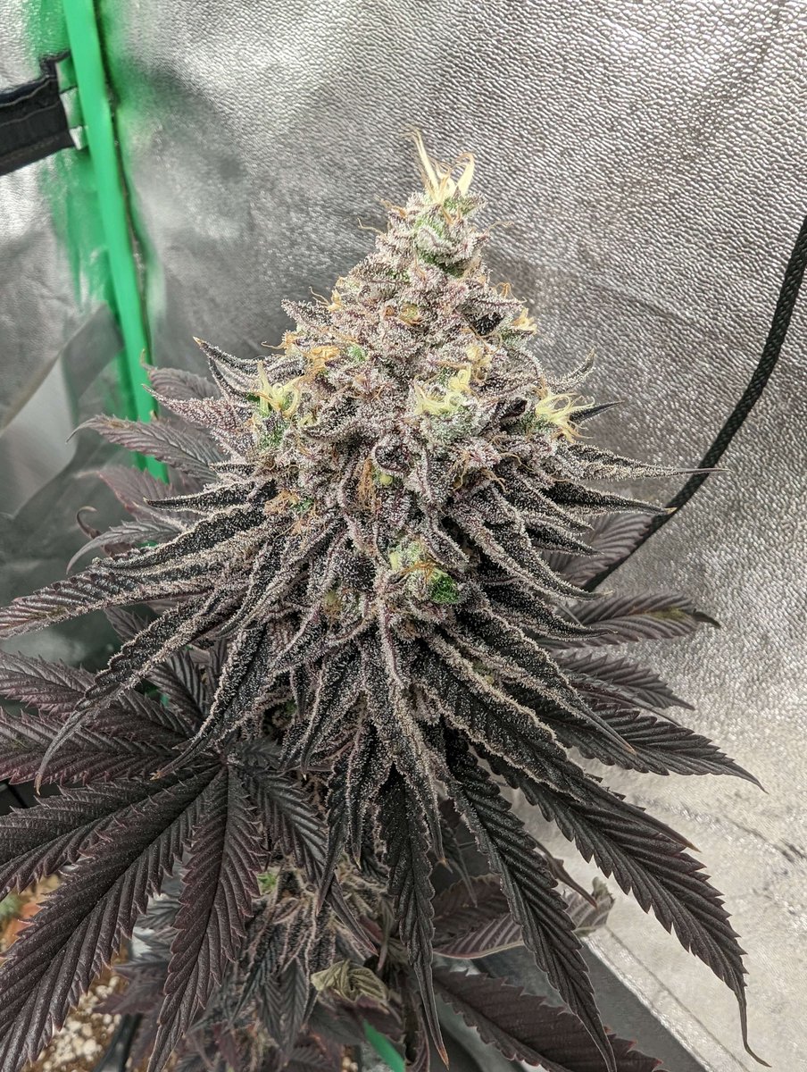 ForceofNatureGenetics tweet media