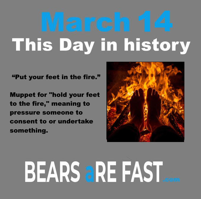 Bears Are Fast tweet media