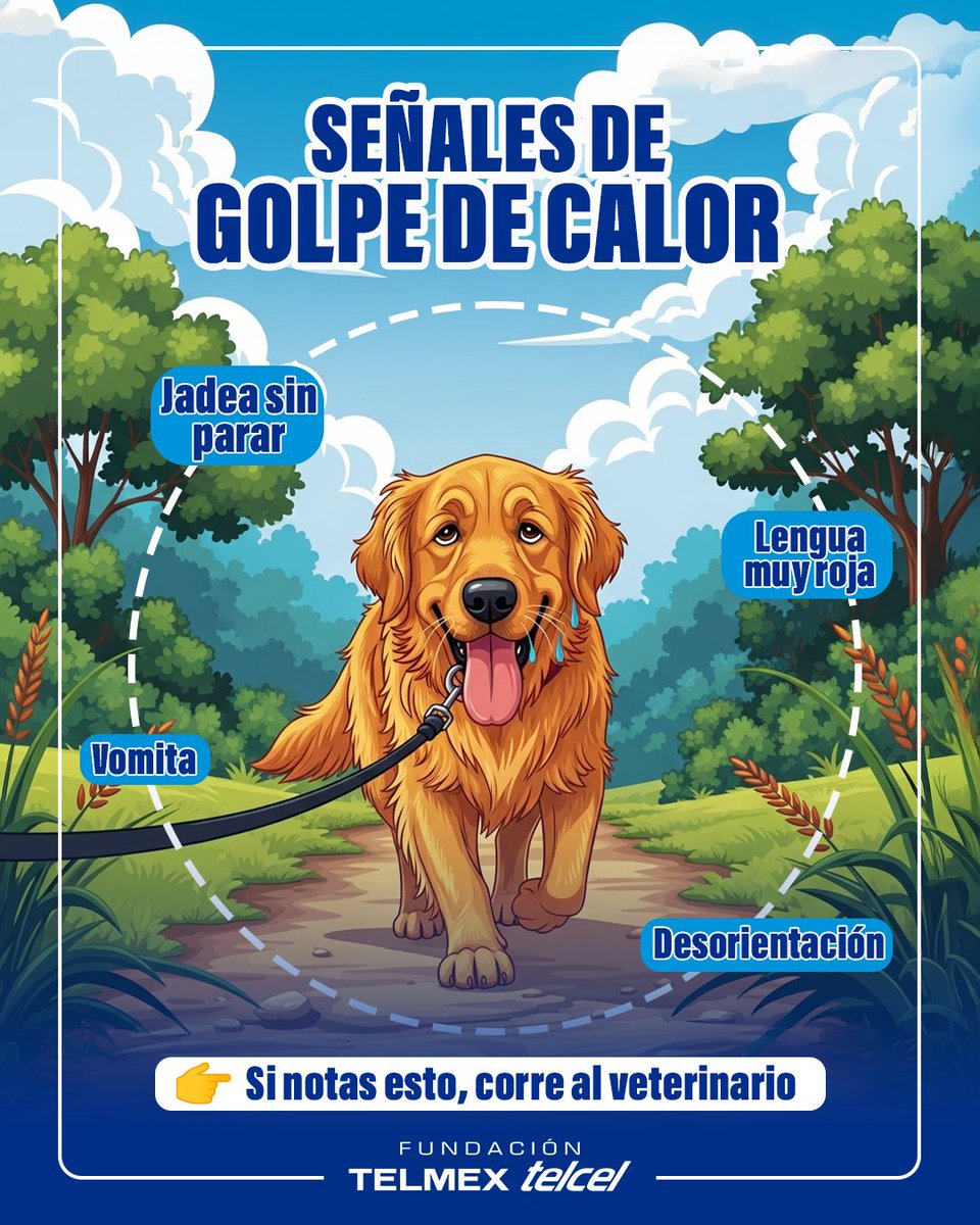 fundaciontelmex's tweet image. El sol se disfruta… pero no es igual para todos 🐶☀️

Altas temperaturas pueden afectar a tu lomito en minutos  Mejor prevenir que correr al veterinario  

👉Compártelo con quien tiene mascota 

 #Mascotas #Perros #CuidadoResponsable #Verano