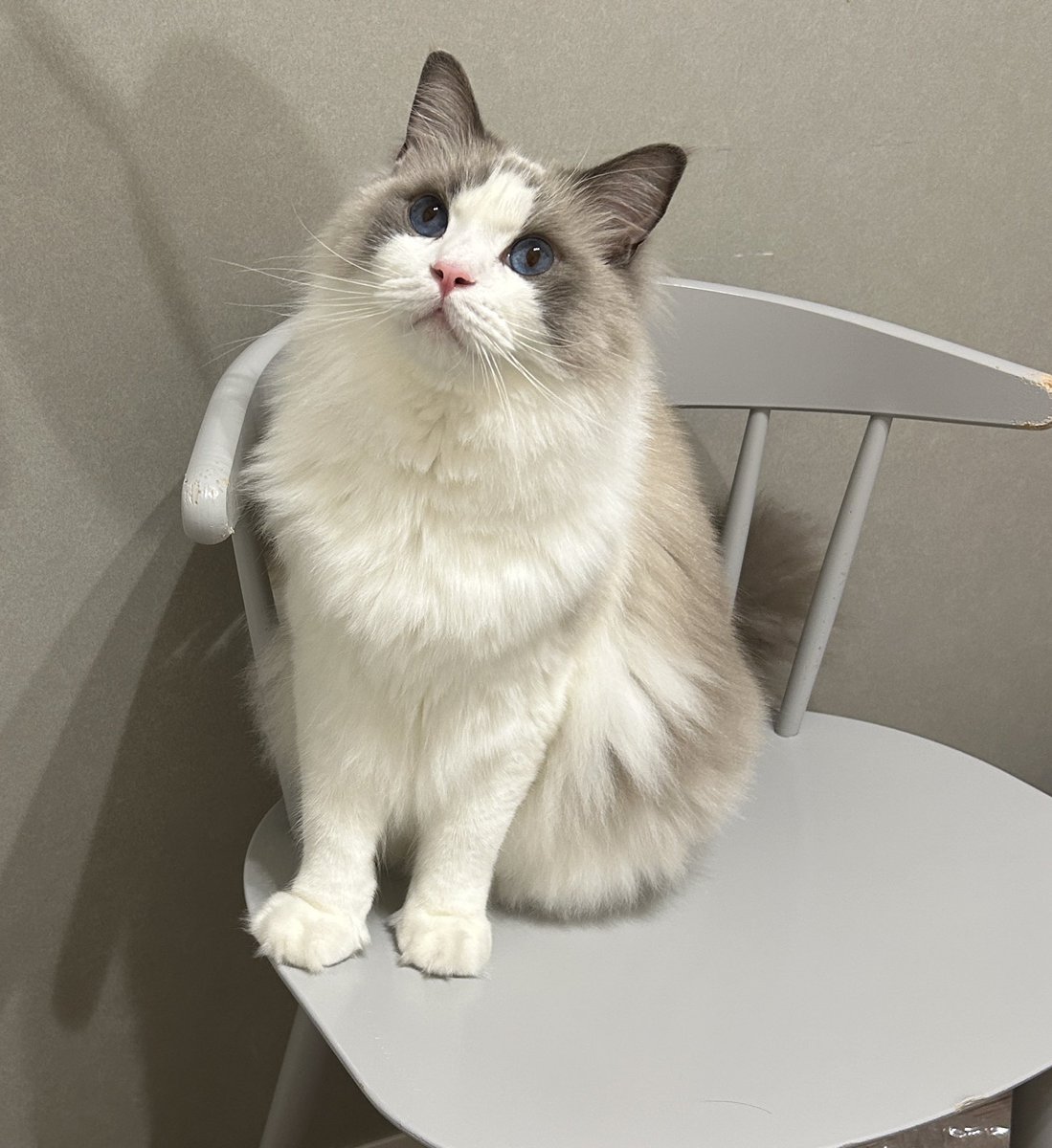 わたあめ (@wataamedetyuyo) / Posts / X