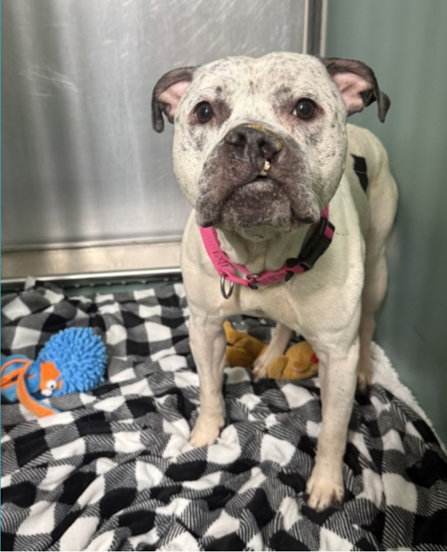 BeeDoDoobieDo's tweet image. #SundayFunday #Puppies 
owner surrendered☀️MAJOR☀️2yrs young
This little man, sensitive+shy, has lived w/other dogs.
➡️Will need a patient person for guidance, a harness &amp;amp; short walks to build his confidence. Exp.with a shy dog is a plus, let him set the pace.  Sweet + loyal♥️