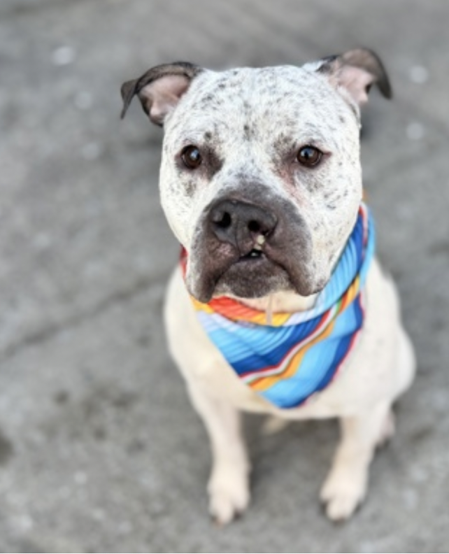 BeeDoDoobieDo's tweet image. #SundayFunday #Puppies 
owner surrendered☀️MAJOR☀️2yrs young
This little man, sensitive+shy, has lived w/other dogs.
➡️Will need a patient person for guidance, a harness &amp;amp; short walks to build his confidence. Exp.with a shy dog is a plus, let him set the pace.  Sweet + loyal♥️