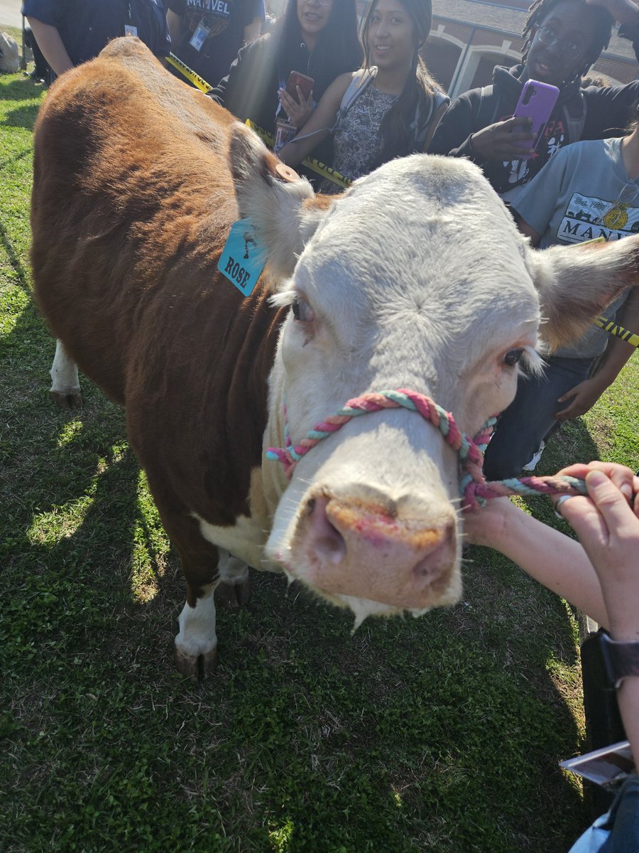 Manvel High School tweet media