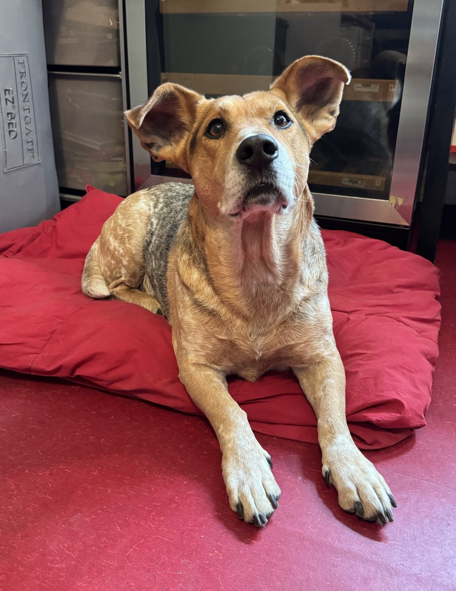 Sophie Vershbow tweet media