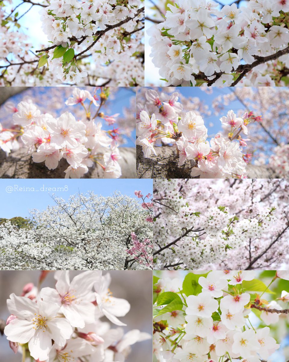 Reina_dream8's tweet photo. Happy new week, dear friend! 🐱💕
Hoping this week brings you loads of happiness, love, and blessings.Always keep smiling! 🌸🌿🌼🍃🌸🌿🌼🍃🌸🌿
#大島桜 #CherryBlossom #桜 https://t.co/AdyKPBNceg