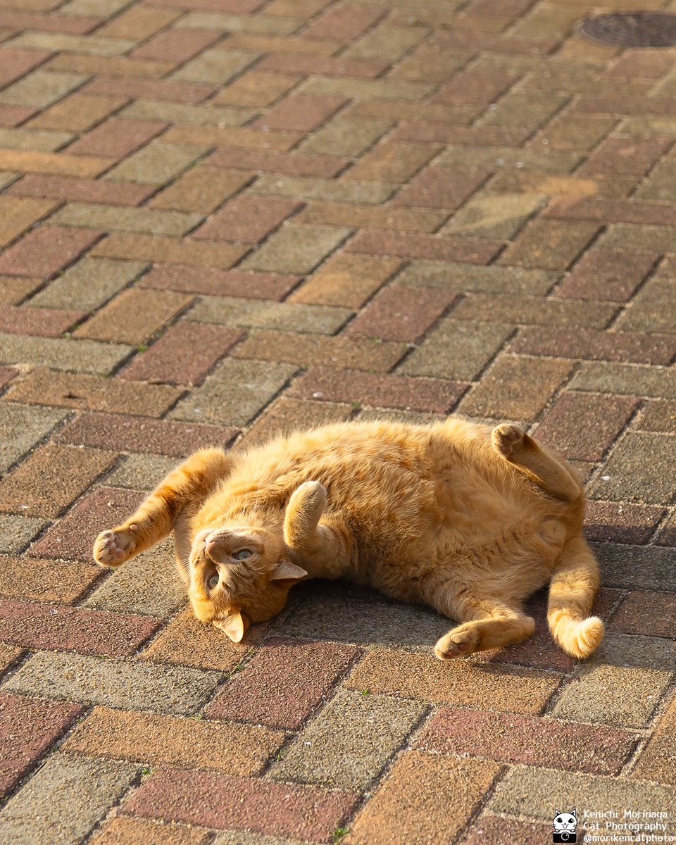 お手上げ

#猫
#nekoくらぶ