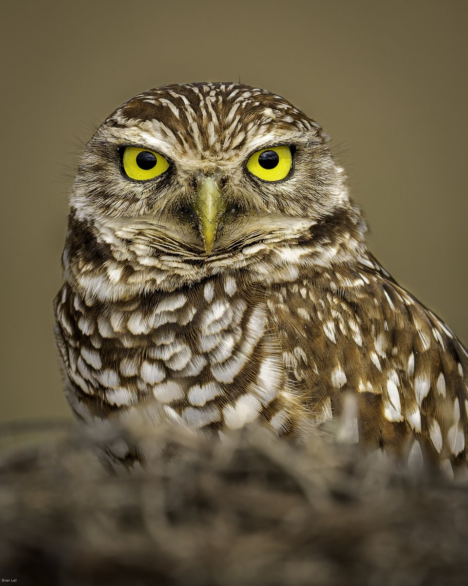 Burrowing Owl
#photography #naturephotography #wildlifephotography #thelittlethings