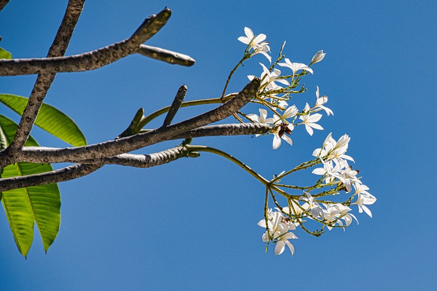 mrosennc's tweet image. Blue skies, warm temps, sun and blooms.  

Who's ready for spring &amp;amp; longer daylight hours?🌿🌞🌸
#SpringForward #BlueSkies #Blooms #NikonCreators