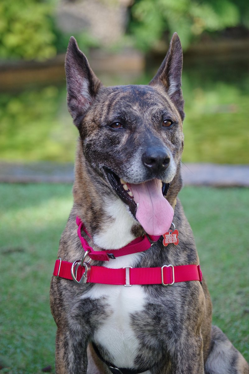 paws4you's tweet photo. Meet Arthur 🤎 He is the total package: smart, affectionate, and wonderfully balanced. He loves spending time with his favorite humans, whether it’s going for walks, playing fetch, or splashing around in a kiddie pool. Adopt Arthur!🐾. ⁠
⁠
https://t.co/yurbGUJ2C5  https://t.co/w8qhjimEnO