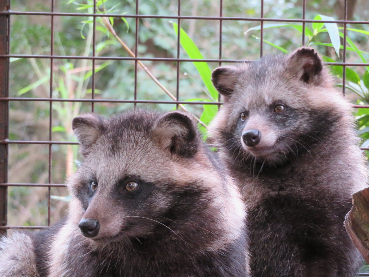 #見た人もなにか無言でかわいいをあげる