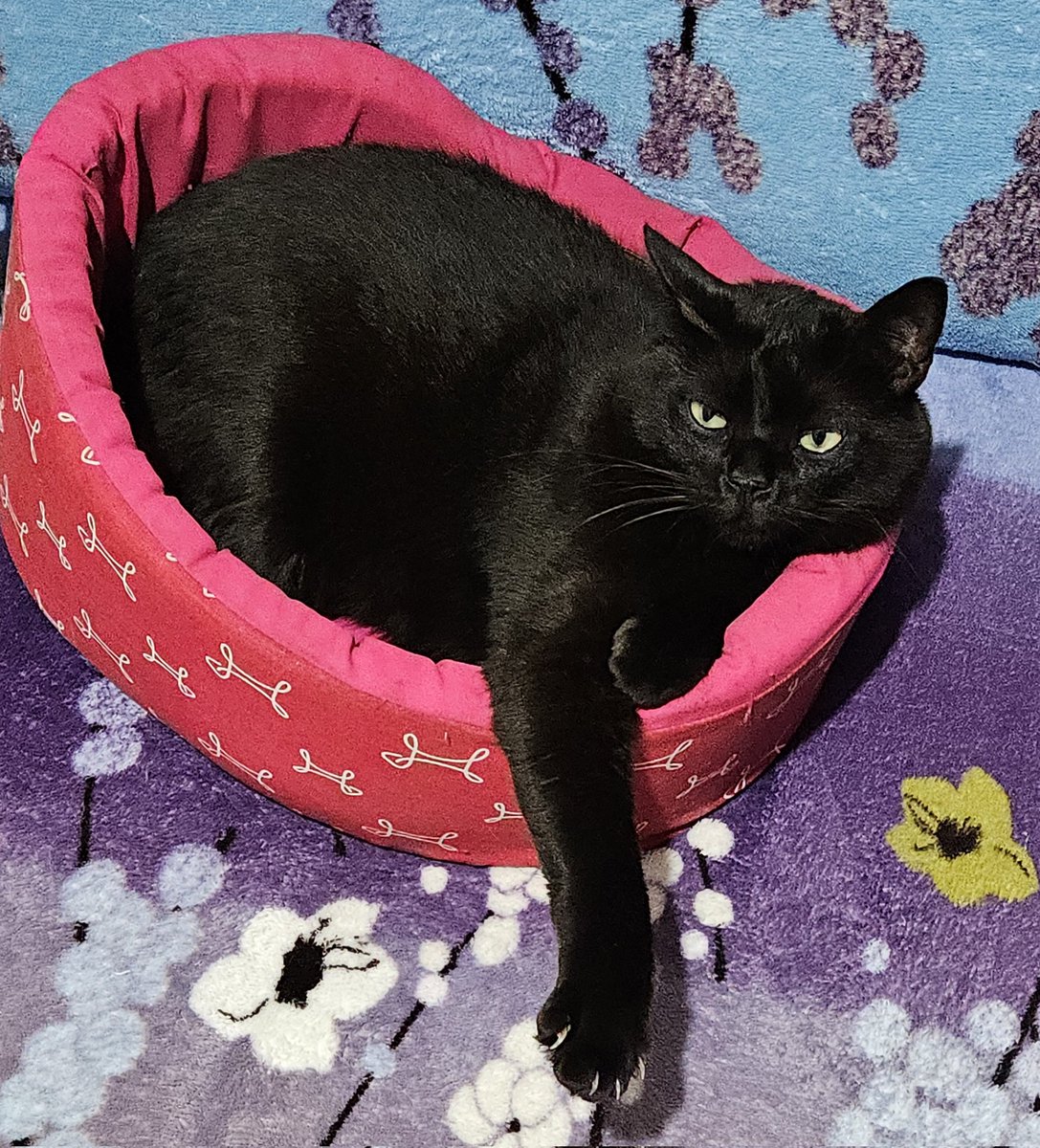 kat romero 🫧 tweet media