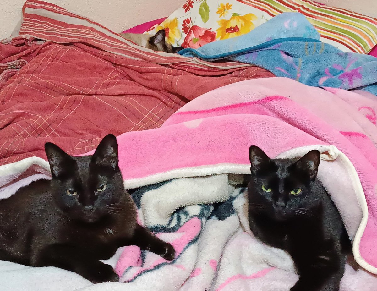 kat romero 🫧 tweet media