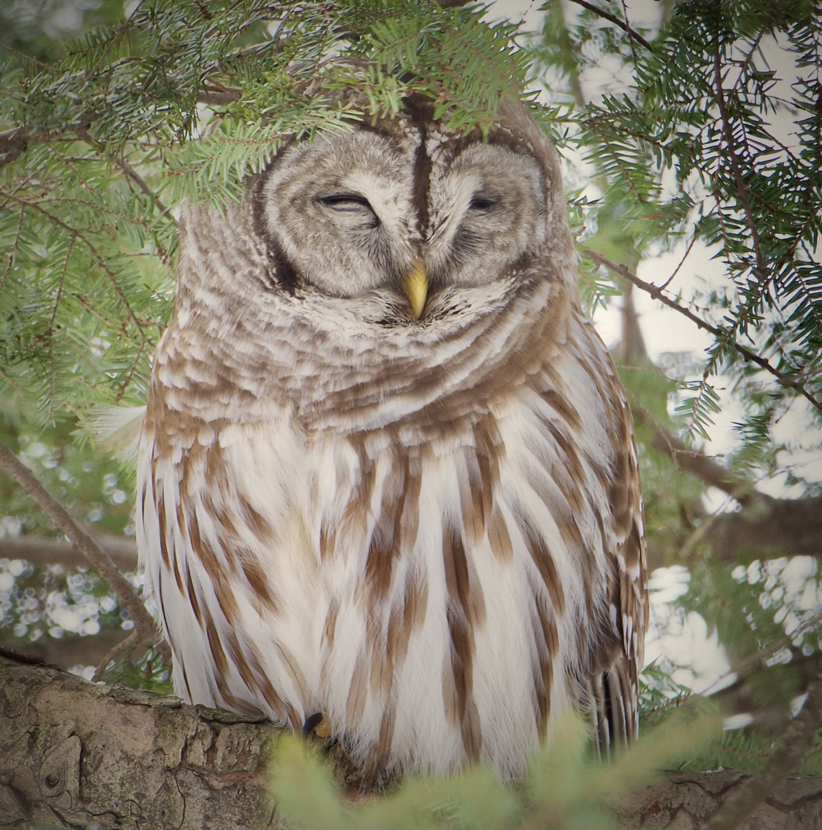 RoppityPhotos's tweet image. Harry in The Hemlock this morning.  I hadn’t seen him in about a week so today I was in my #HappyPlace Erie was also there but she flew out as I got closer.  #BarredOwl #Owls #Wildlife #WildlifePhotography #Birds #Harry #Erie