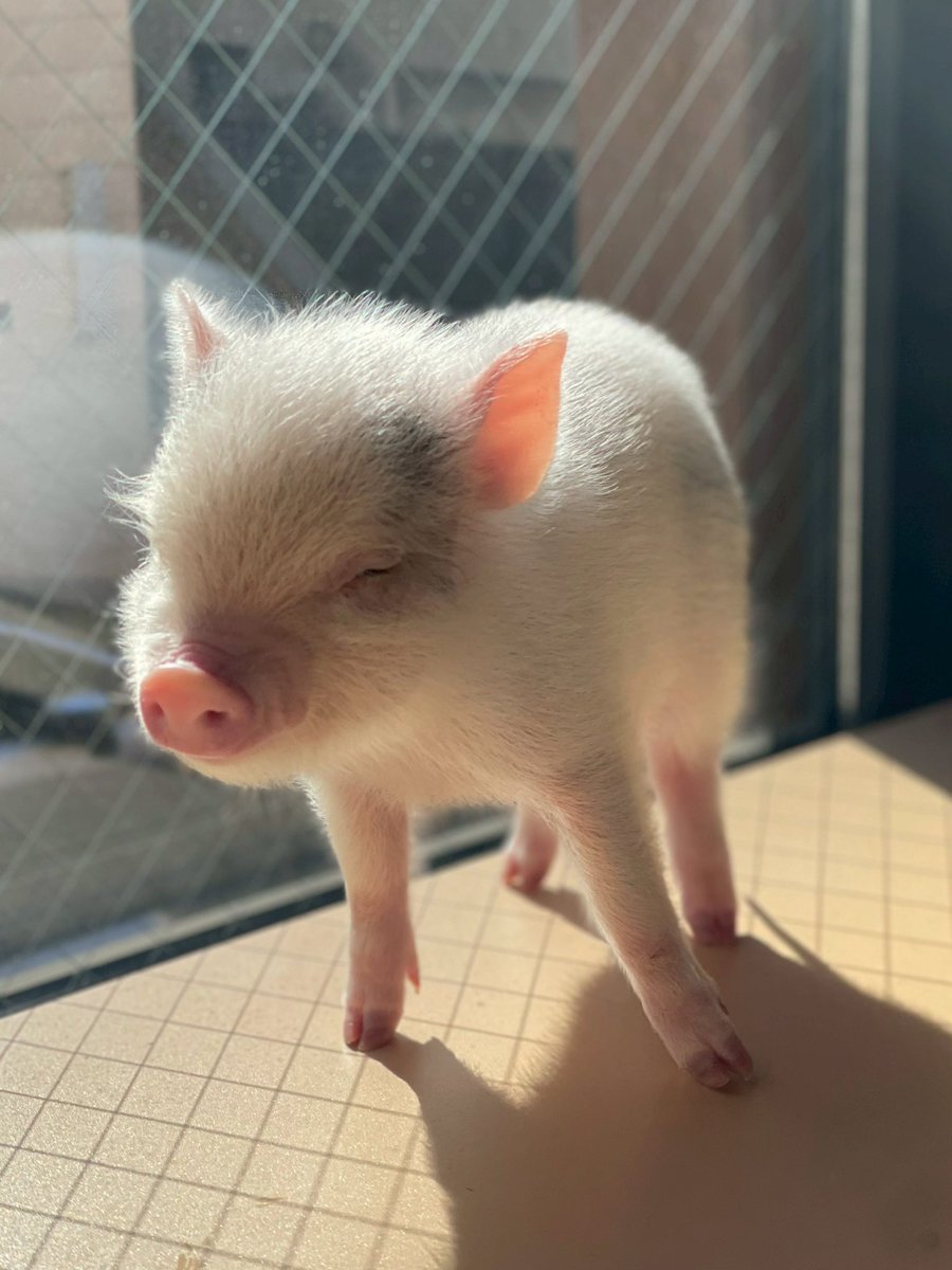 pignic【マイクロブタふれあいカフェ】 (@pignic_cafe) / Posts / X