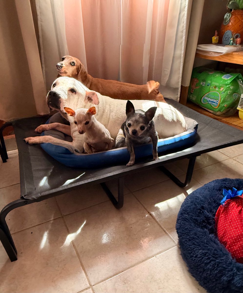 Escuadrón Salchicha tweet media