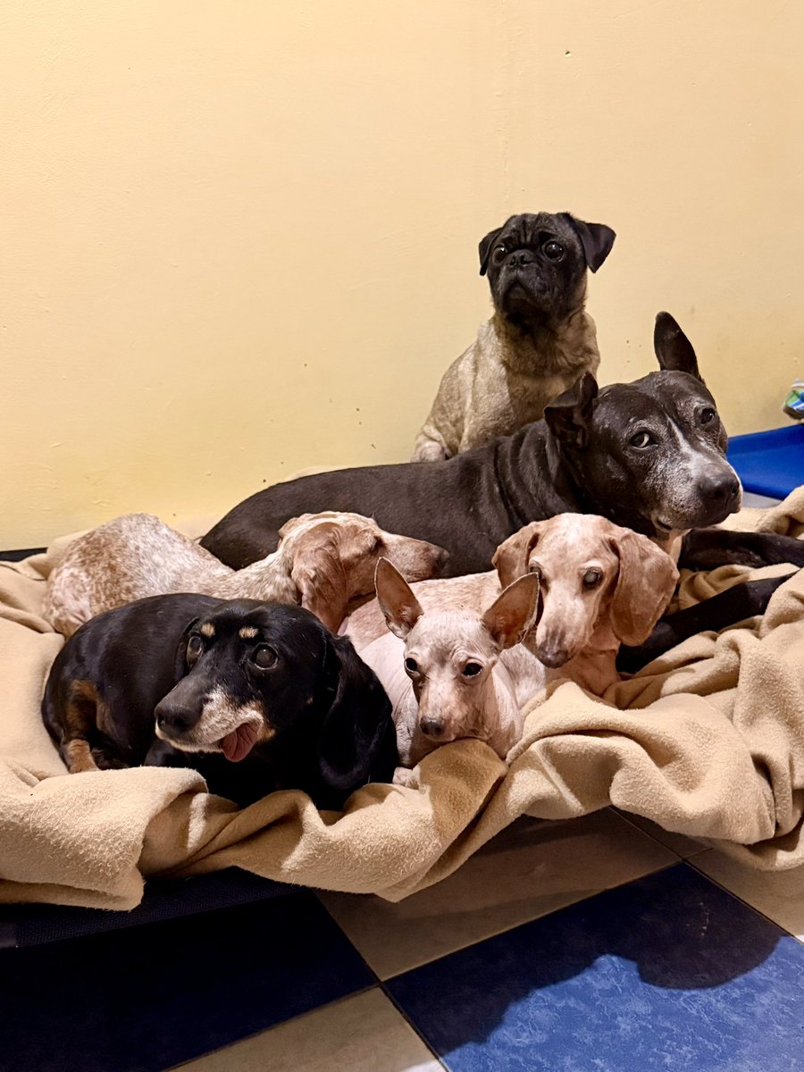 Escuadrón Salchicha tweet media